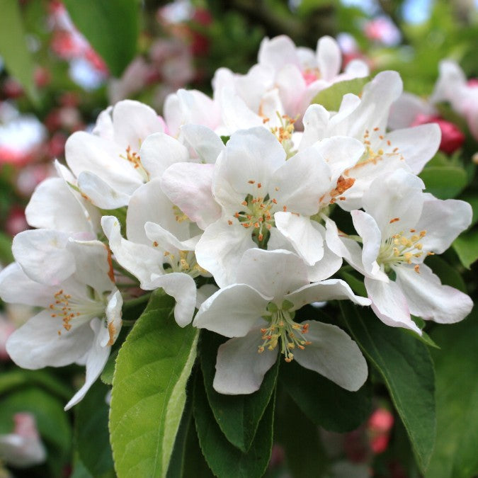 Malus 'Golden Hornet'