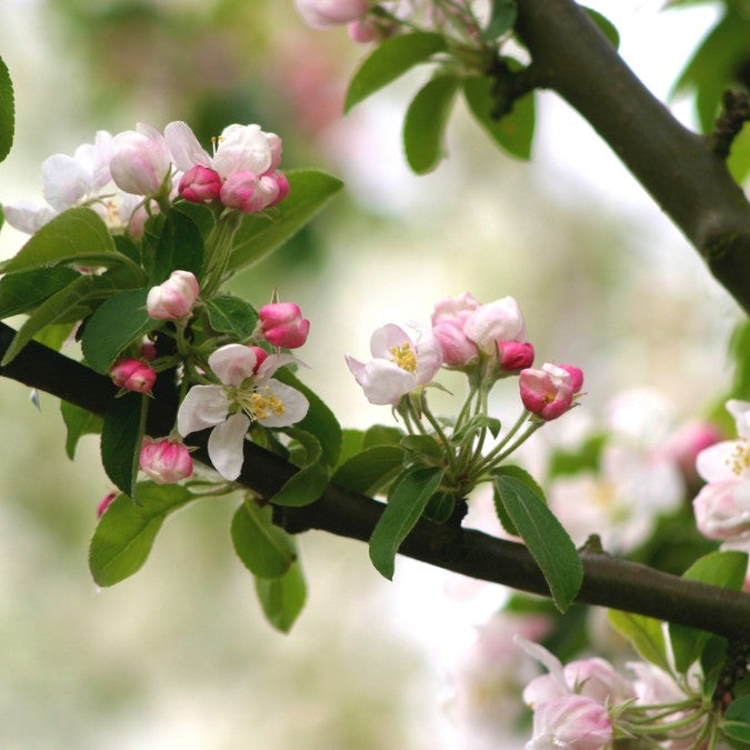 Malus 'Golden Hornet'