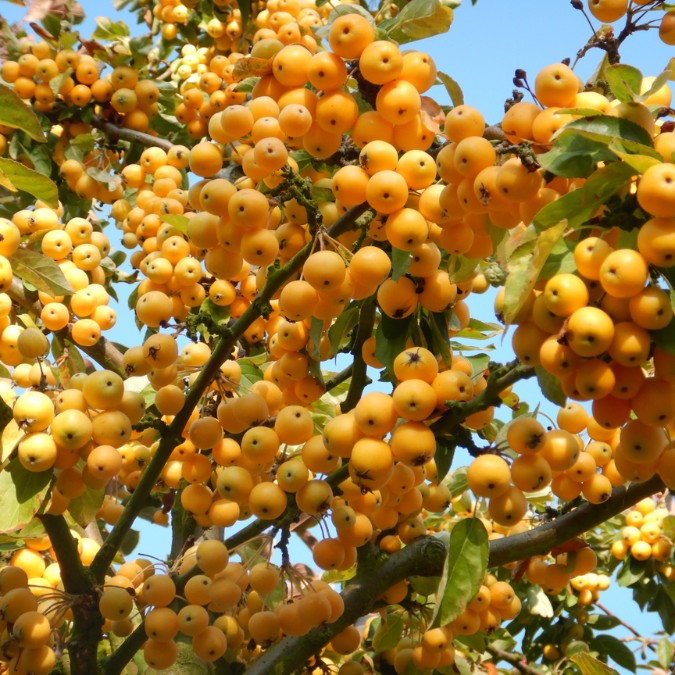 Malus 'Golden Hornet'