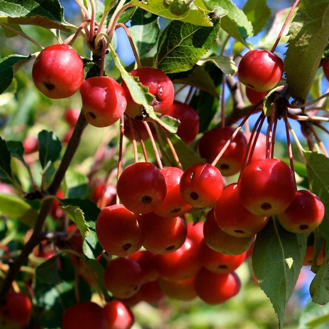 Malus hupehensis