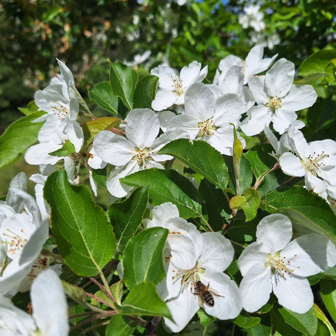 Malus hupehensis