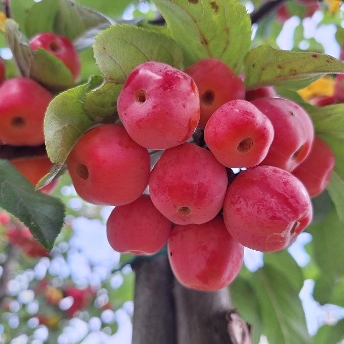 Malus 'Red Sentinel' – Majestic Trees