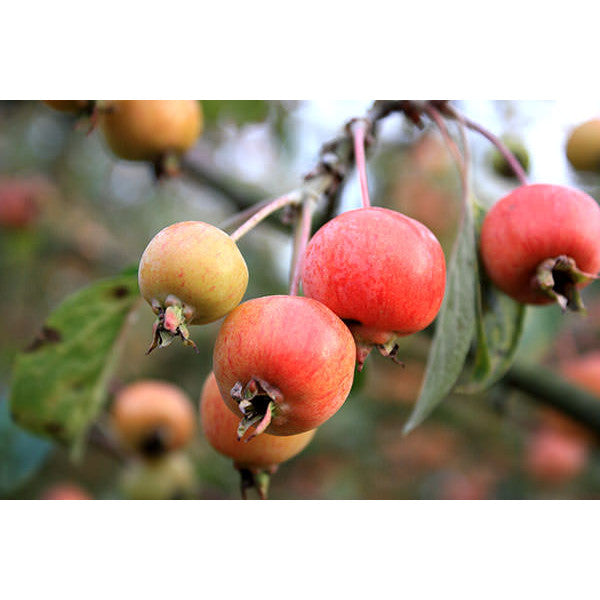 Malus 'Red Sentinel'