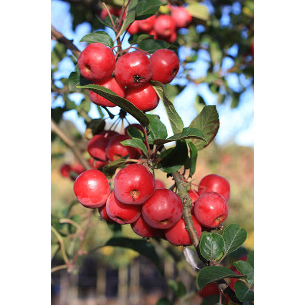 Malus 'Red Sentinel'