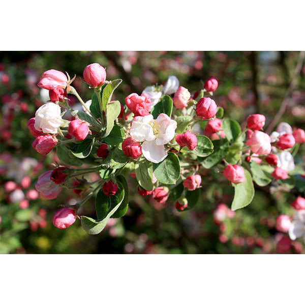 Malus 'Red Sentinel'