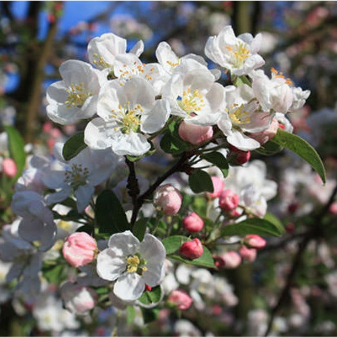 Malus 'Red Sentinel'