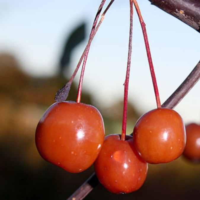 Malus 'Rudolph'