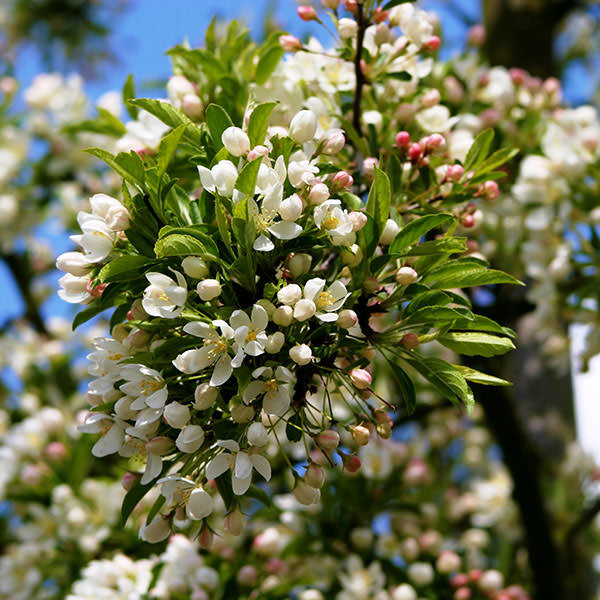 Malus toringo 'Brouwer's Beauty'