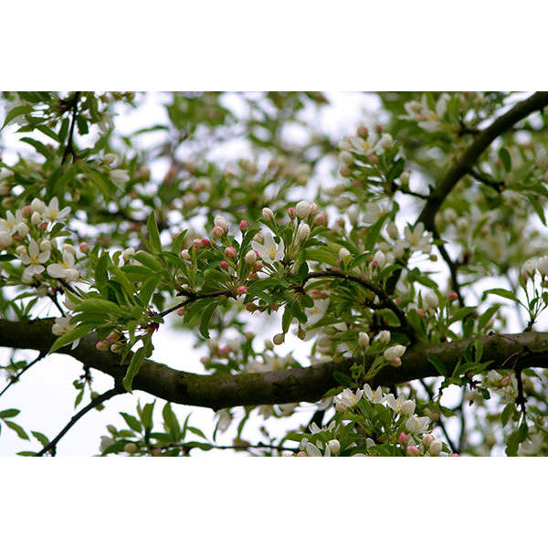 Malus toringo 'Brouwer's Beauty'