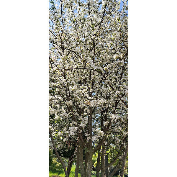 Malus toringo 'Brouwer's Beauty'