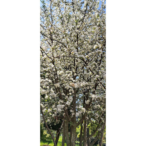 Malus toringo 'Brouwer's Beauty'