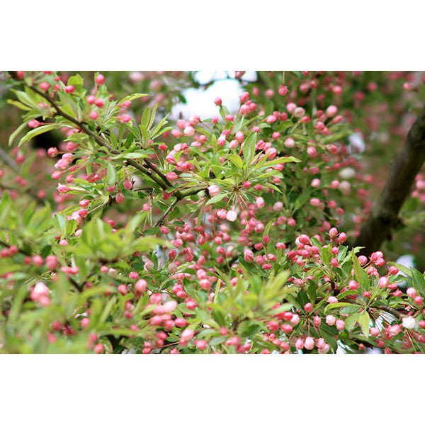 Malus toringo 'Brouwer's Beauty'