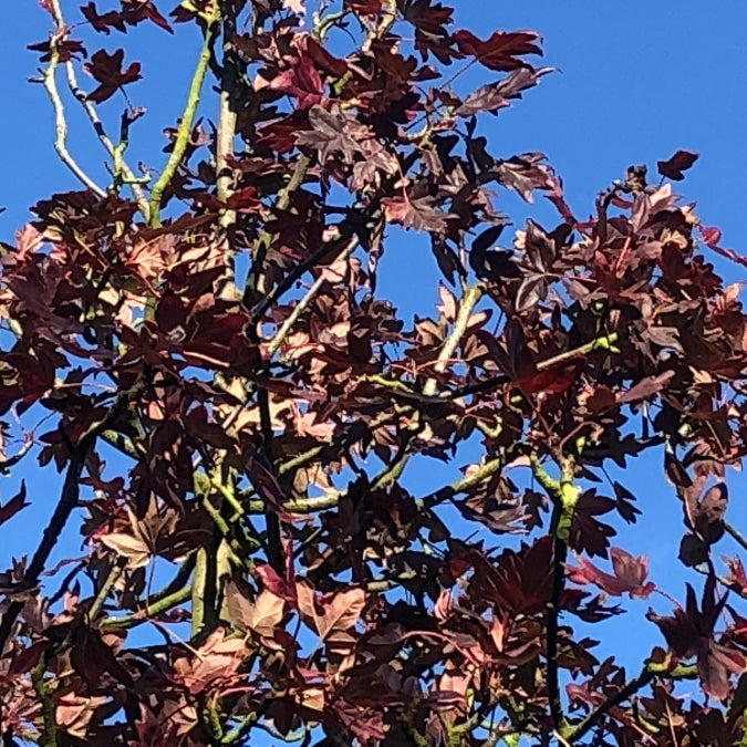 Malus trilobata