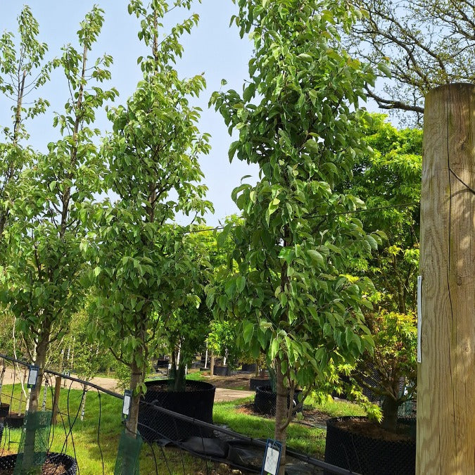 Malus tschonoskii
