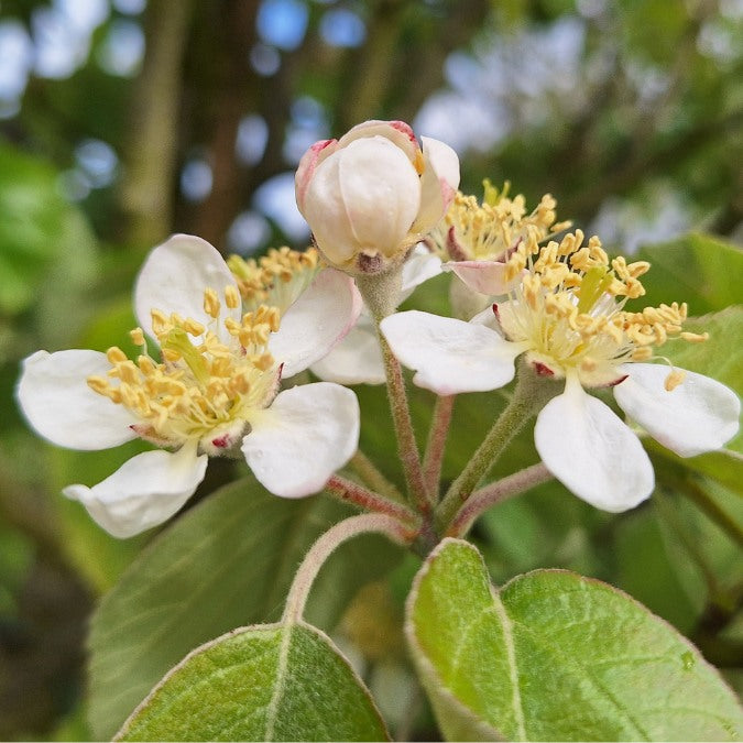 Malus tschonoskii