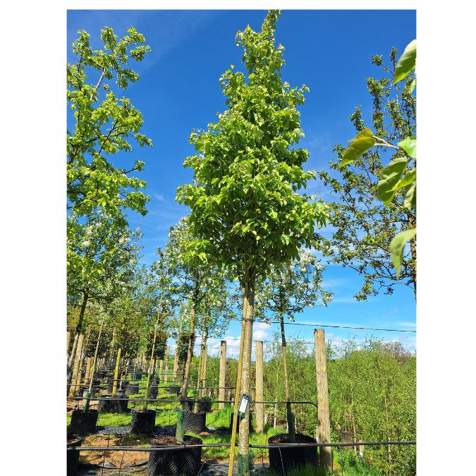Malus tschonoskii