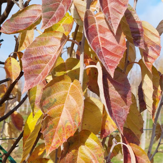 Malus tschonoskii