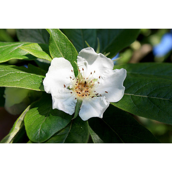 Mespilus germanica