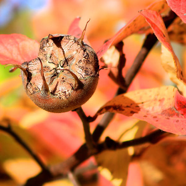 Mespilus germanica