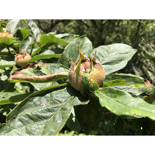 Mespilus germanica