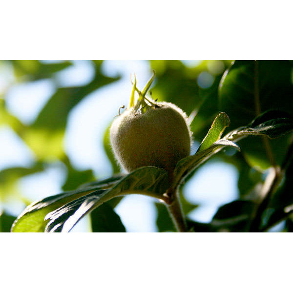 Mespilus germanica