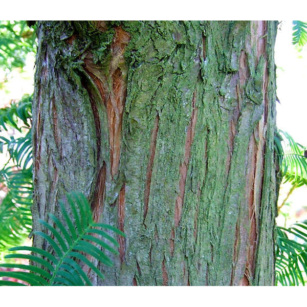 Metasequoia glyptostroboides