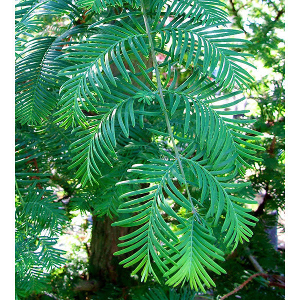 Metasequoia glyptostroboides