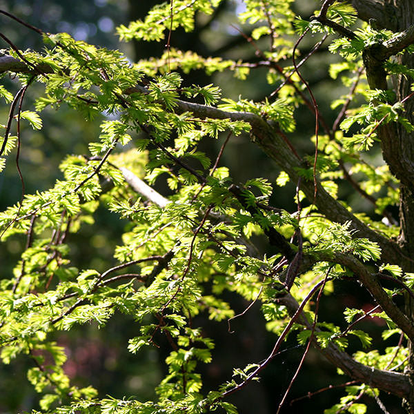 Metasequoia glyptostroboides