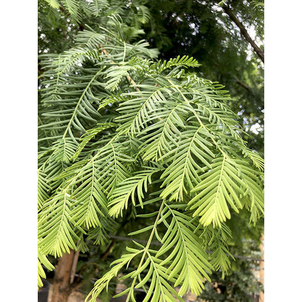 Metasequoia glyptostroboides