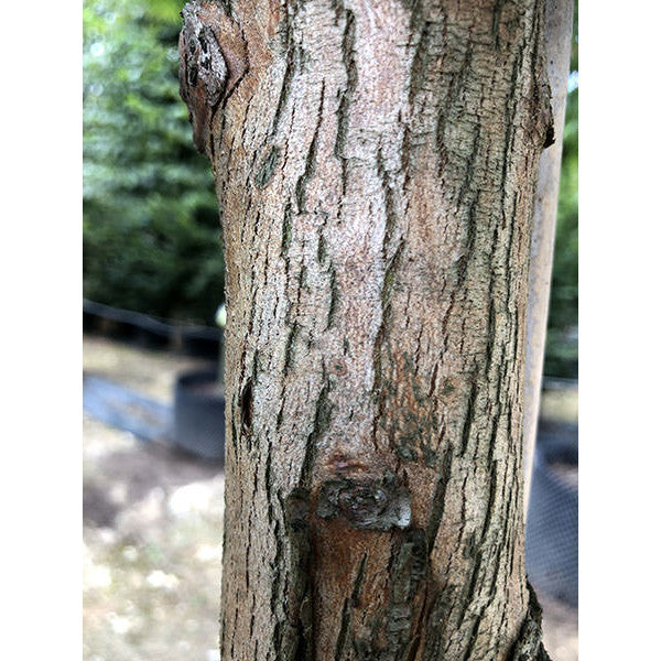 Metasequoia glyptostroboides