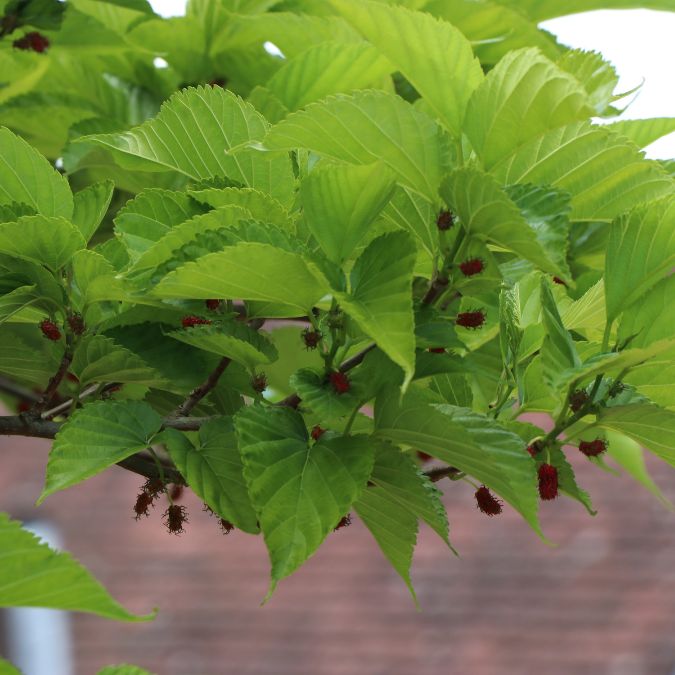 Morus alba