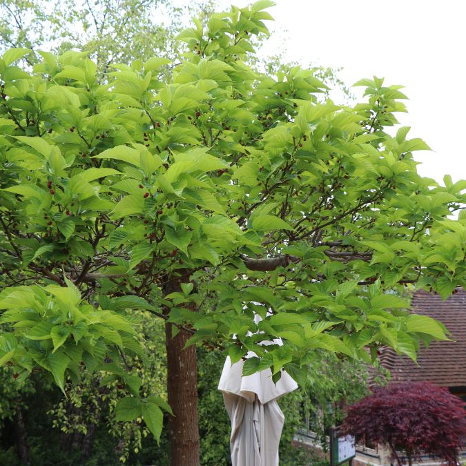 Morus alba