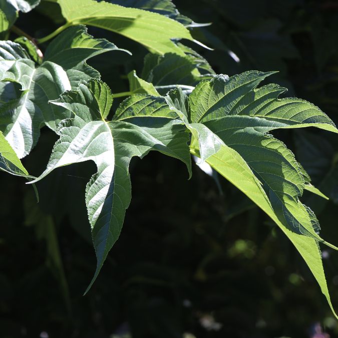 Morus alba