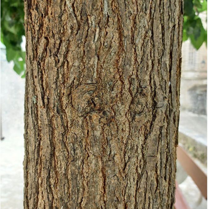 Morus alba