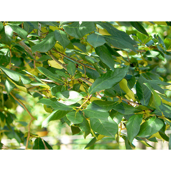 Nyssa sylvatica