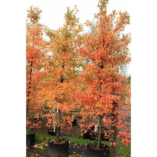 Nyssa sylvatica