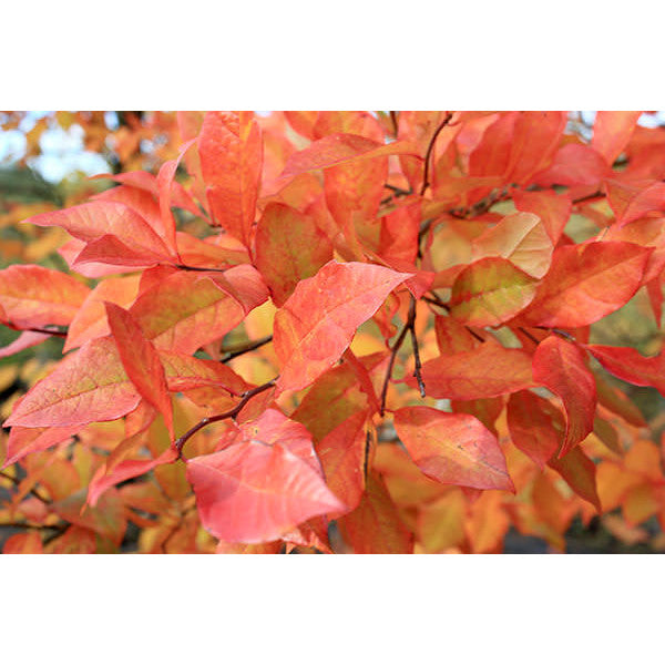 Nyssa sylvatica