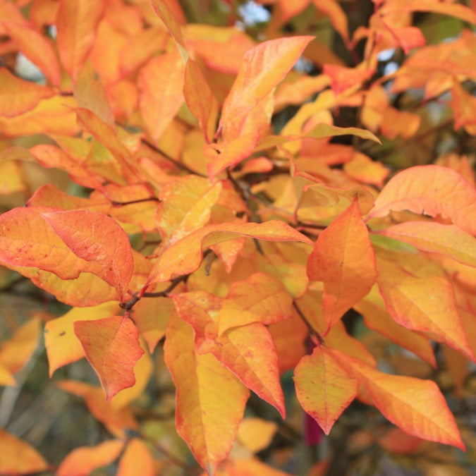 Nyssa sylvatica (Pleached)