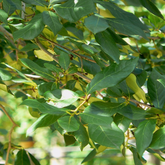 Nyssa sylvatica (Pleached)