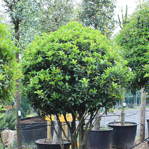 Osmanthus x fortunei