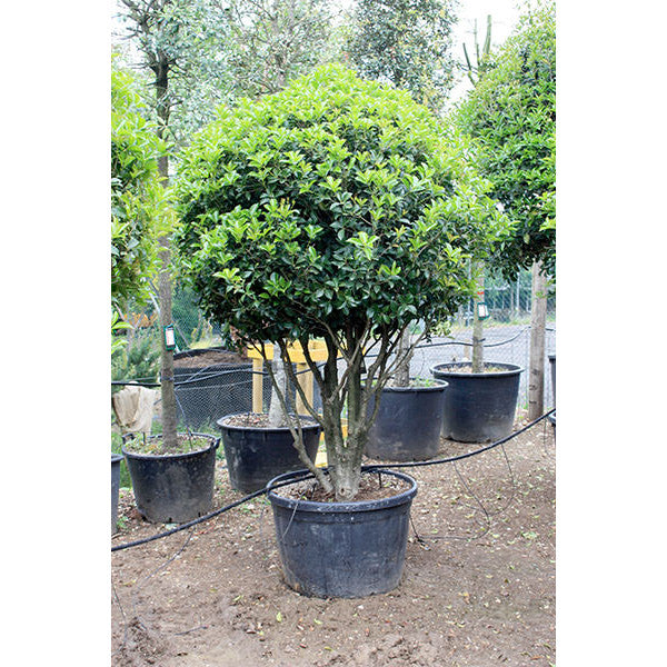 Osmanthus x fortunei