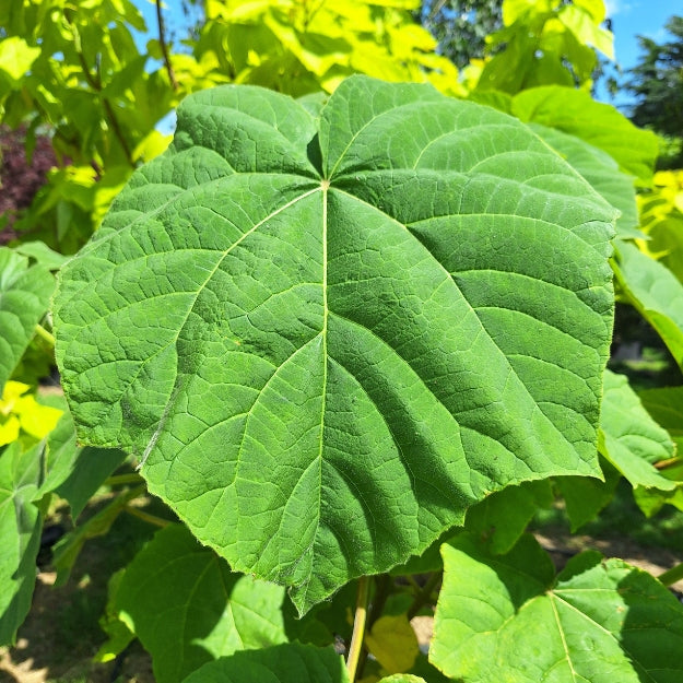 Paulownia tomentosa