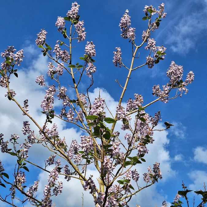 Paulownia tomentosa