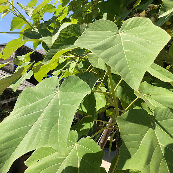 Paulownia tomentosa