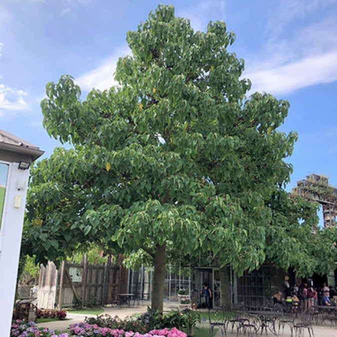 Paulownia tomentosa