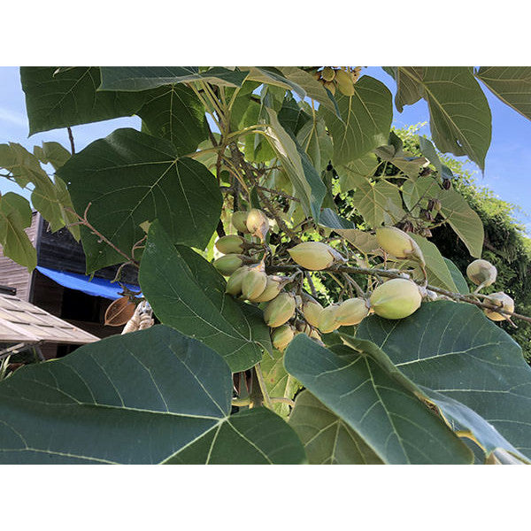 Paulownia tomentosa