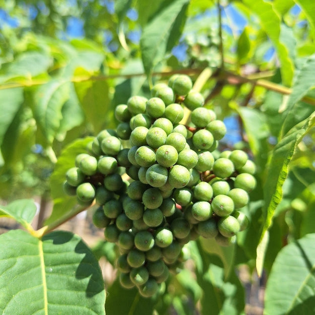 Phellodendron amurense