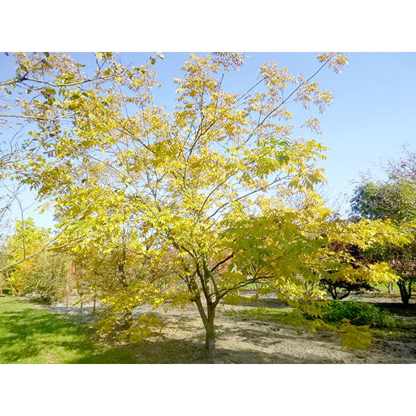 Phellodendron amurense