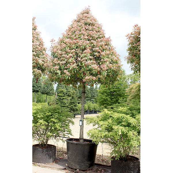 Photinia x fraseri 'Red Robin'