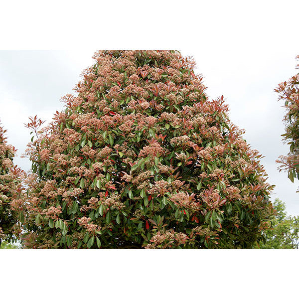 Photinia x fraseri 'Red Robin'